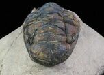 Bargain, Crotalocephalina Trilobite - Foum Zguid, Morocco #66069-2